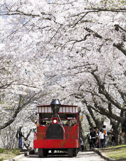 游覽車行駛在加拿大多倫多高地公園,載著游客觀賞櫻花 游覽車行駛在加拿大多倫多高地公園,載著游客觀賞櫻花