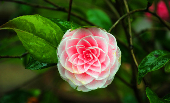 煙雨姑蘇城 煙雨姑蘇城