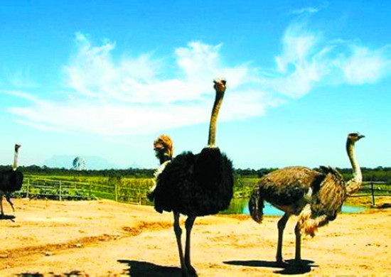 [旅游攻略]輕松愉快過(guò)周末 瀟灑游河南山水美景