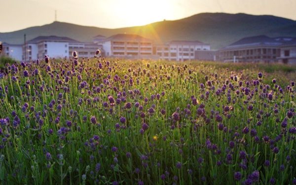 別樣蜜月，河南最適宜新婚度假的景區(qū)