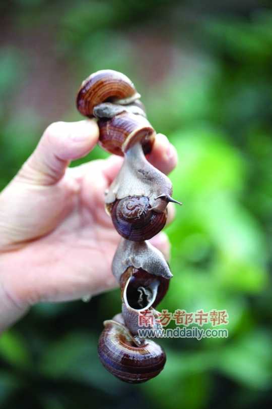 廣西的野生蝸牛追求原汁原味，做法也非常精簡。