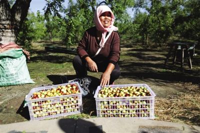 黃驊冬棗與梭子蟹齊名，但很多外地人并不知道它的好。