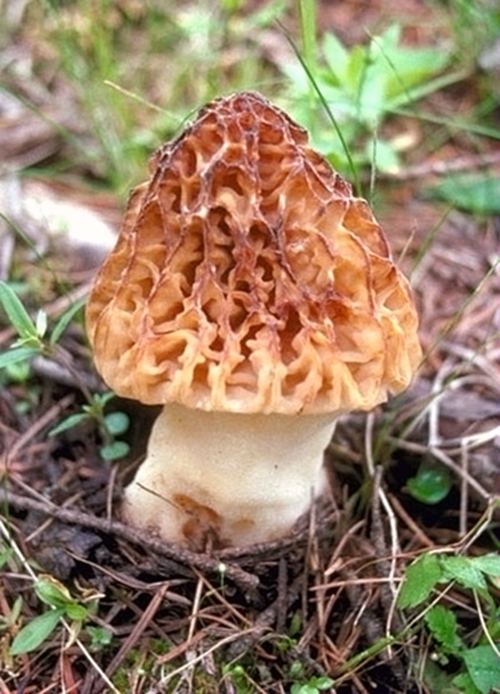 食用菌皇后羊肚菌 松露無(wú)法媲美的神奇風(fēng)味