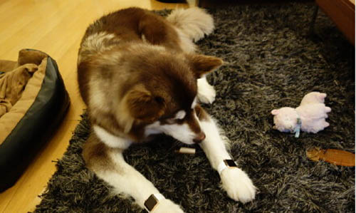 王思聰為愛(ài)犬配兩只蘋(píng)果表