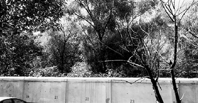 家長們熱切盼望的天明路小學規(guī)劃地，就在這個郁郁蔥蔥的院里