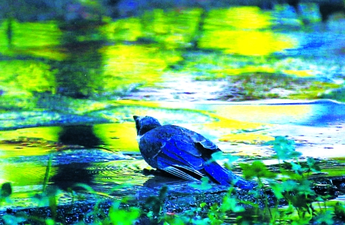 昨天，離三伏結(jié)束還有5天，鄭州、洛陽(yáng)拉響“紅色警報(bào)”