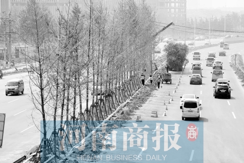 　西三環(huán)化工路，工人正在車道中間種植銀杏樹