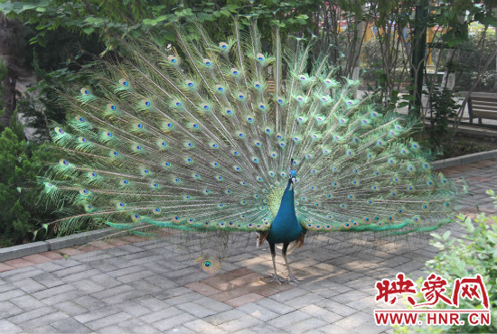 游客們來到動物園可以近距離觀賞孔雀開屏。