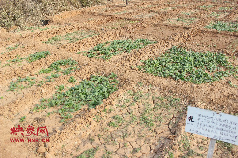 開心農(nóng)場哦，你可以再這兒包地，無毒無公害綠色產(chǎn)品