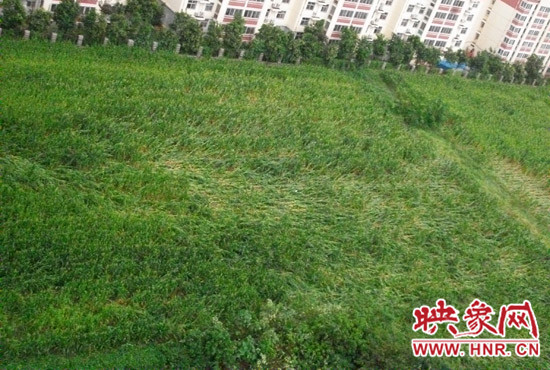 據映象網網友趙冠召反映，8月7日下午鄭州高新技術開發(fā)區(qū)突降暴雨冰雹，致使附近農田近三分之一玉米倒伏