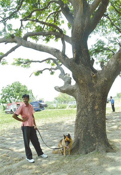 兩名少女在這棵樹上被吊死。