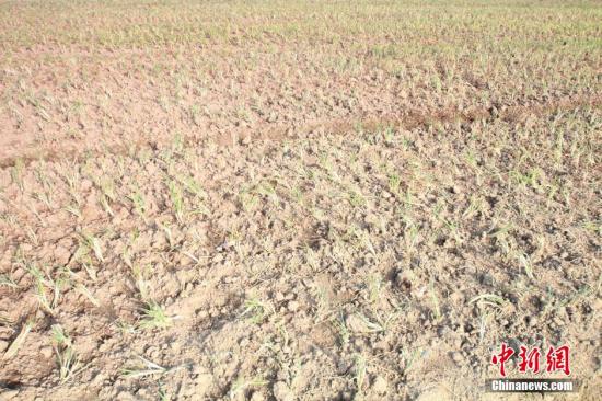 2014年7月31日早晨，浙江紹興市區(qū)蔬菜批發(fā)市場(chǎng)旁邊的土地已經(jīng)發(fā)生開裂。