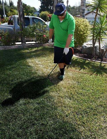 加州一市民正在為草地翻新“整容”。