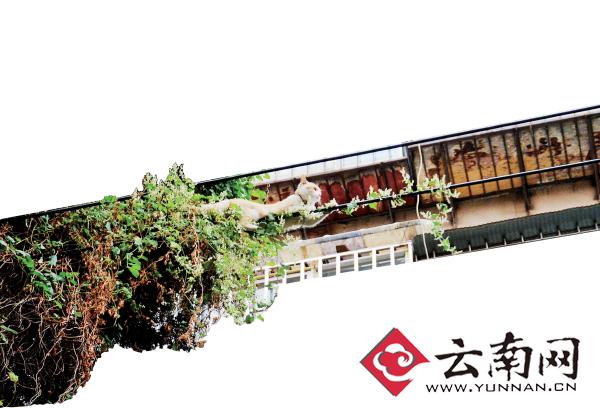 小貓下樹，但小貓就是不下來，反而爬到了一根緊貼著樹的電線上。