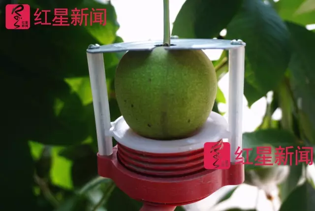 文玩核桃遇冷由幾萬一對降到5元沒人要？商戶否認