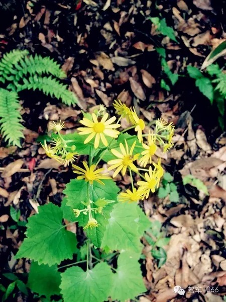 不僅有樹，還有美麗的小花花！