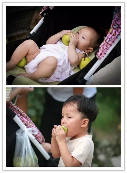 純天然無公害，新鮮采摘，直接入口！