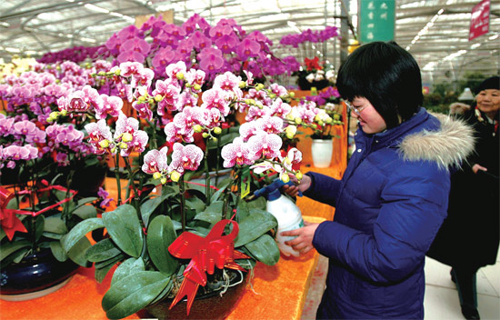 春節(jié)即將來臨，蝴蝶蘭依舊是節(jié)日花卉市場(chǎng)上最吸引眼球的品種，但銷量沒有去年同期好