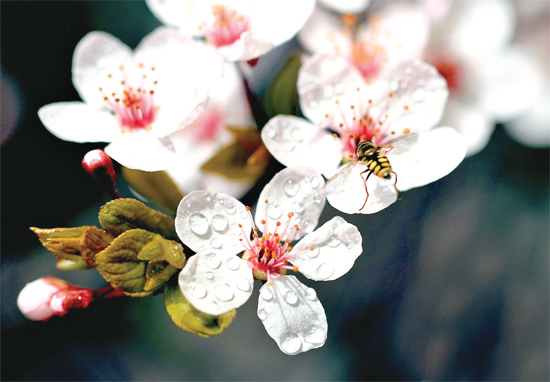 山杏報(bào)春，蜜蜂出動(dòng)