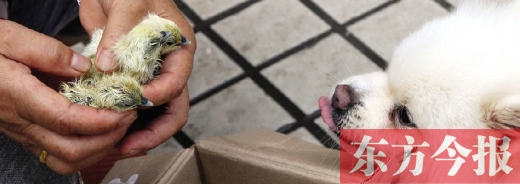 彭女士從老家?guī)淼拿u蛋，應(yīng)該屬于“活胎毛蛋”