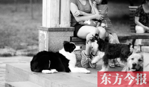 12月1日起鄭州將嚴查違規(guī)犬 再次明確養(yǎng)犬四問題