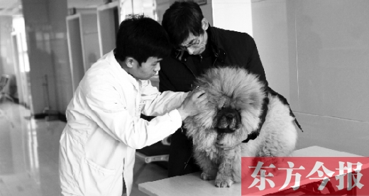 在一家大型寵物醫(yī)院里，生病的狗狗正在接受治療