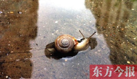 堵車俺不怕，就怕發(fā)大水，這不，一大早蹚水過(guò)街，現(xiàn)在已經(jīng)是下午了，俺還在馬路中間呢