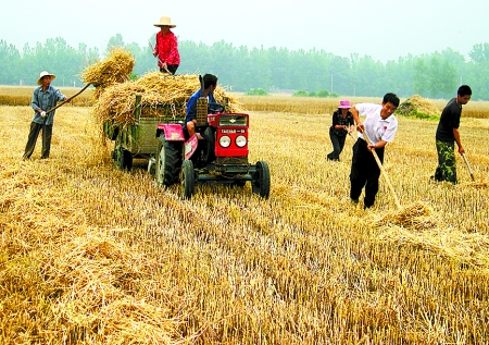 6月1日，舞鋼市礦建街道張我莊村幫扶隊(duì)員在幫村民收秸稈。