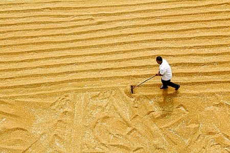 6月7日，內(nèi)黃縣城關(guān)鎮(zhèn)農(nóng)民在晾曬小麥。