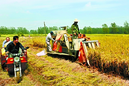8月25日，農(nóng)機手在固始縣泉河鄉(xiāng)王樓村稻田里開始機收水稻。