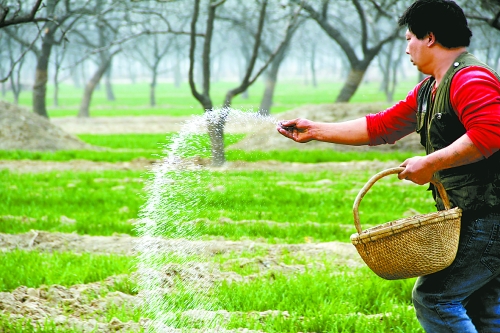 3月18日，內(nèi)黃縣城關(guān)鎮(zhèn)農(nóng)民在給小麥?zhǔn)┓?。眼下正是冬小麥返青的關(guān)鍵時期，內(nèi)黃縣廣大農(nóng)民積極開展以澆水