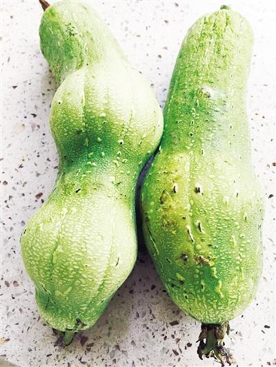 漯河市民菜市場(chǎng)買(mǎi)細(xì)長(zhǎng)絲瓜 放四天“長(zhǎng)胖” 文/圖 本報(bào)記者 吳艷敏