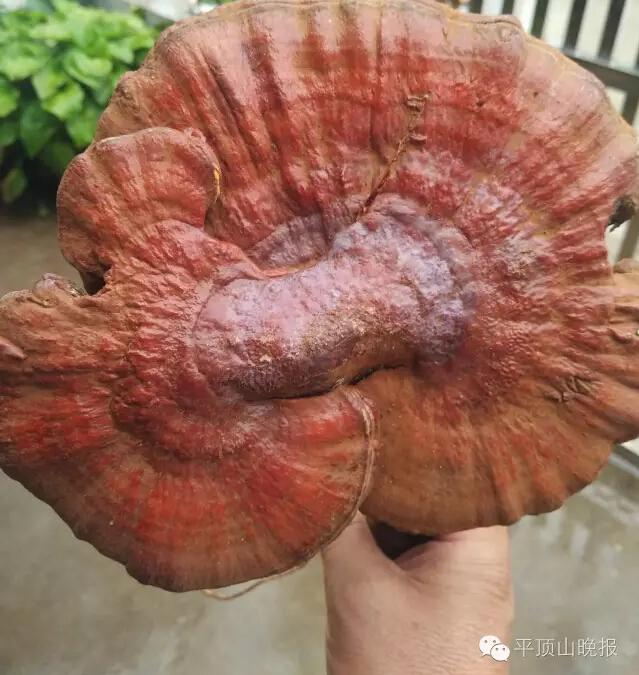 平頂山村民深山采藥發(fā)現(xiàn)野生大靈芝 價格不菲 平頂山村民深山采藥發(fā)現(xiàn)野生大靈芝 價格不菲