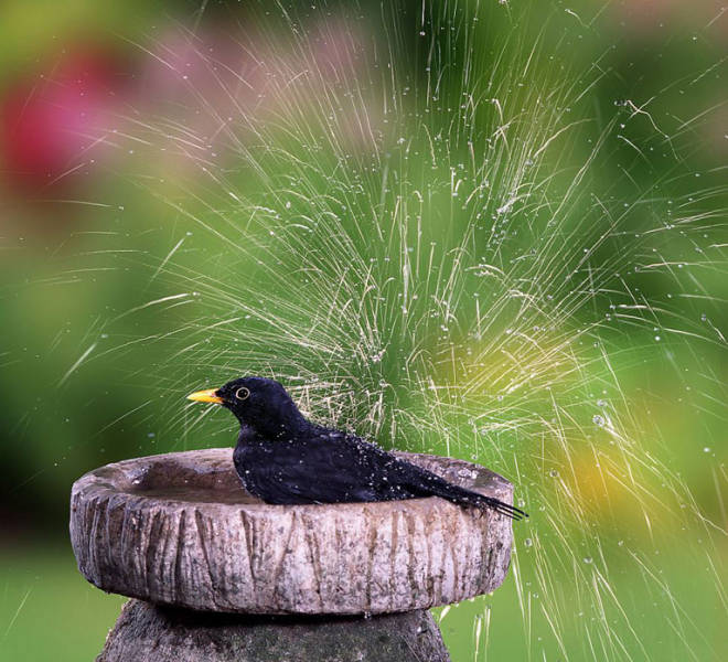 老人自制相機拍小鳥“梳洗”照 老人自制相機拍小鳥“梳洗”照
