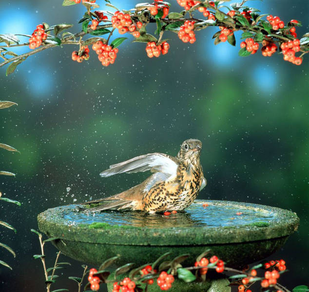 老人自制相機拍小鳥“梳洗”照 老人自制相機拍小鳥“梳洗”照