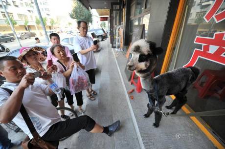 女子網購羊駝被當狗 女子網購羊駝被當狗