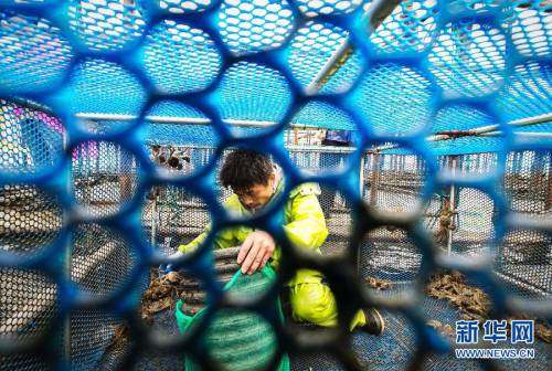 2014年陽澄湖大閘蟹開捕