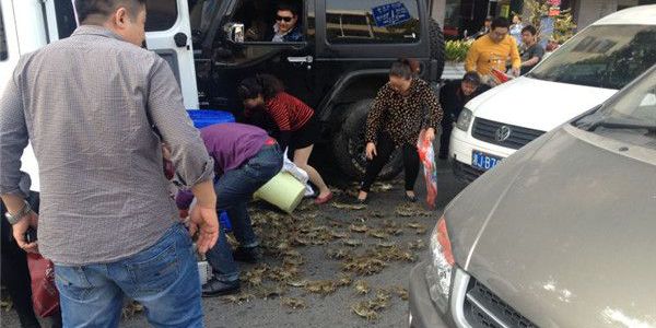 兩車刮擦致螃蟹鱷魚(yú)滿地爬 被路人搶光