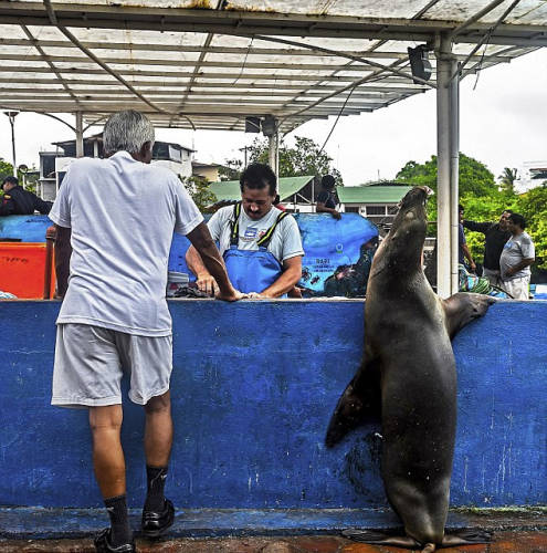 海獅變魚攤?？?排隊“購買”金槍魚