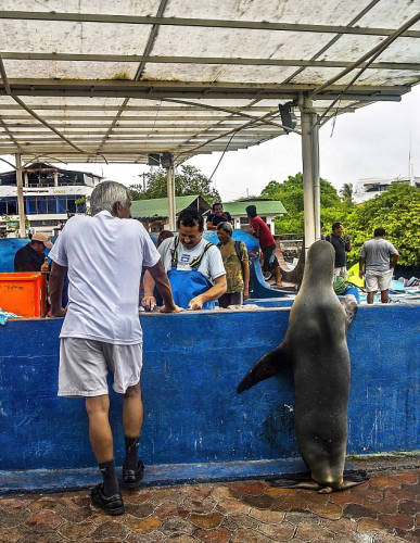 海獅變魚攤?？?排隊“購買”金槍魚