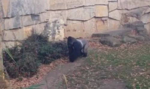 德國大猩猩扮惡霸 德國大猩猩扮惡霸