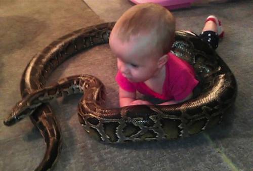 男子愛蛇如命 巨蟒與女兒們 男子愛蛇如命 巨蟒與女兒們