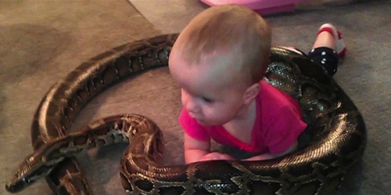 男子愛蛇如命 巨蟒與女兒們 男子愛蛇如命 巨蟒與女兒們