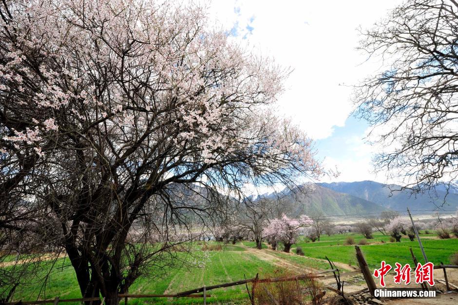 西藏林芝桃花盛放 西藏林芝桃花盛放