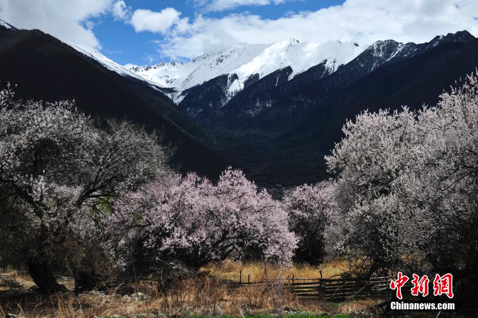 西藏林芝桃花盛放 西藏林芝桃花盛放