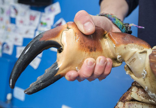 可夾碎人手腕的巨型螃蟹 可夾碎人手腕的巨型螃蟹