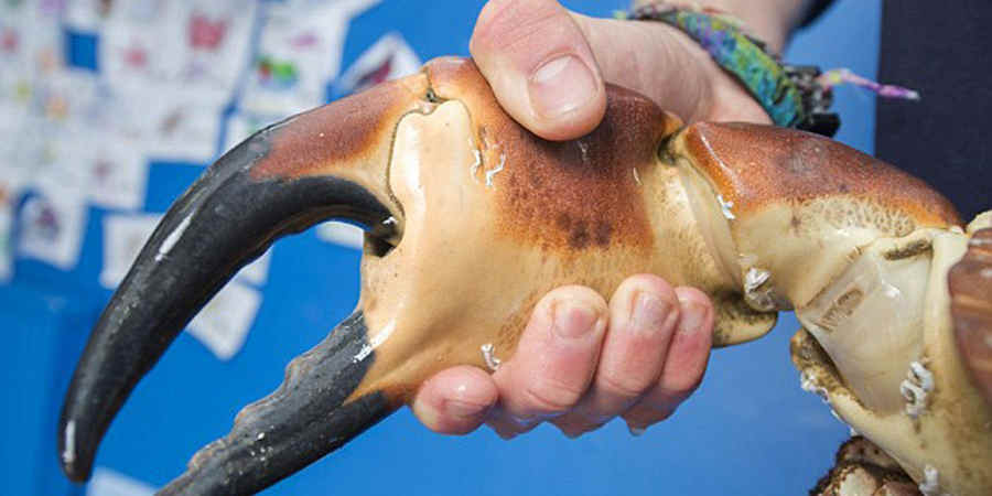 可夾碎人手腕的巨型螃蟹 可夾碎人手腕的巨型螃蟹