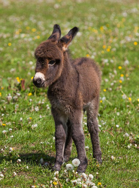 驢寶寶和駿馬的友情 驢寶寶和駿馬的友情