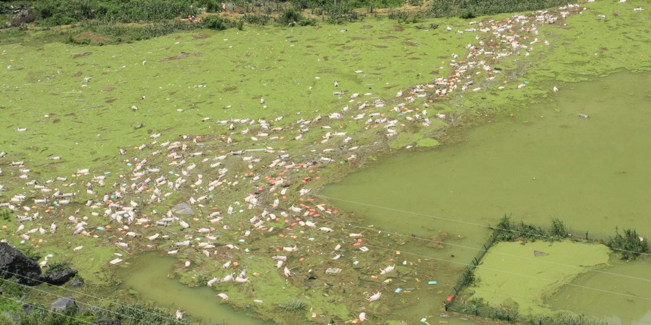 1萬余頭死豬浸泡水中 1萬余頭死豬浸泡水中