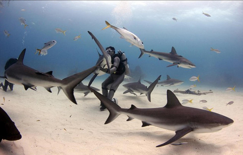 潛水員水下愛(ài)撫巨鯊將其催眠 潛水員水下愛(ài)撫巨鯊將其催眠